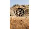 Fifteen52 Metrix MX Bronze 5-Lug Wheel; 17x8; 38mm Offset (05-15 Tacoma)
