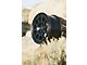 Fifteen52 Traverse MX Frosted Graphite Wheel; 17x8 (97-06 Jeep Wrangler TJ)